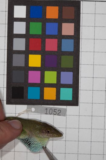 Media type: image;   Herpetology R-190793